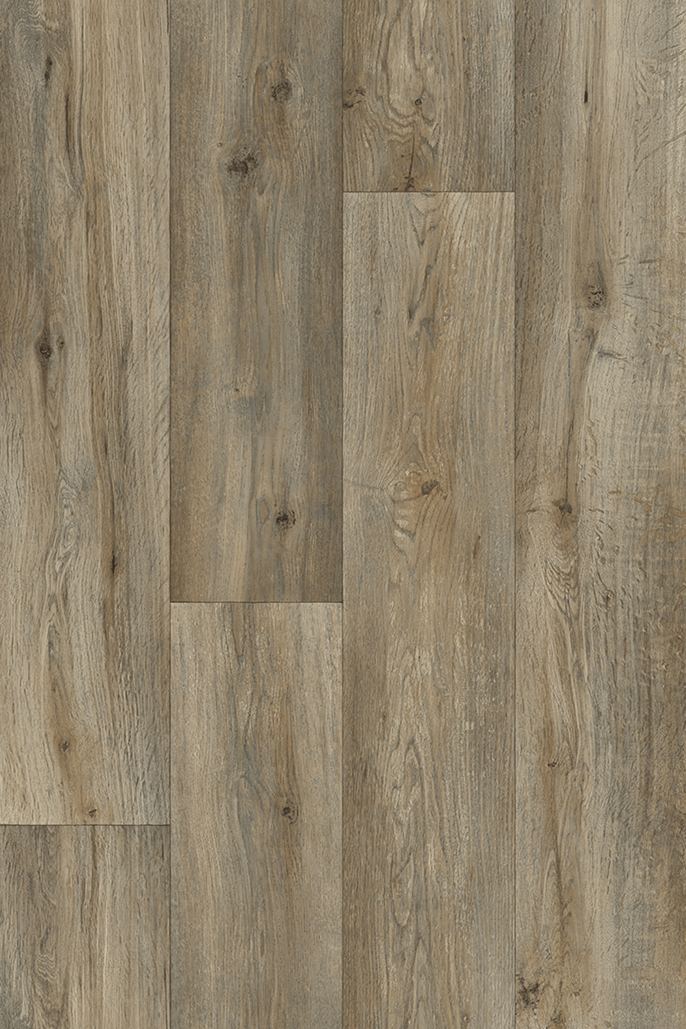 Silk Oak 973m
